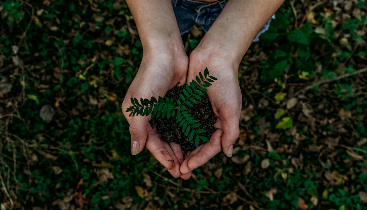 Hands cradling a seedling — environmental rehabilitation